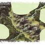 cauldron_region.jpg